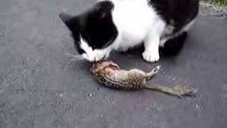 Cat vs Chipmunk 2 THE ENDING [upl. by Tabbitha]