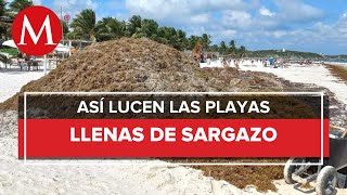 El sargazo llega a Playa del Carmen diario levantan 180 toneladas de alga [upl. by Haleemaj671]