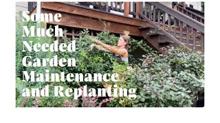 Some MUCH Needed Garden Maintenance  Pruning Climbing Roses Shrubs and Replacing Lemon Cypress [upl. by Monsour]