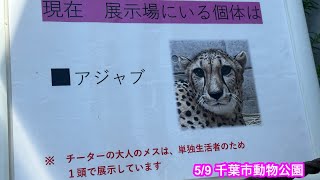 59 千葉市動物公園 チーター アジャブちゃん♡ [upl. by Citron]