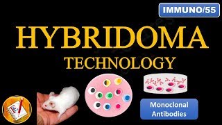 Hybridoma Technology Production of Monoclonal Antibodies FLImmuno55 [upl. by Malley55]