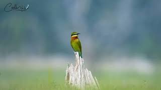 Bluetailed Beeeater [upl. by Otxilac]