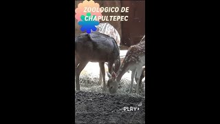 ZOOLOGICO DE CHAPULTEPEC [upl. by Licko]