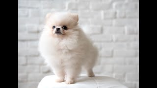 Pomeranian Dog Hair Cut  Pomeranian Dog Groom  Pomeranian Dog Grooming Tutorial  Dog Lover [upl. by Cacilie]