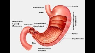 Antral Gastrit Belirtileri ve Tedavisi  SifaMarketcomtr [upl. by Ecyarg]