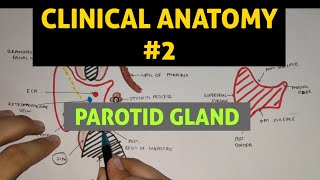 Parotid Gland 5  Frey Syndrome  Clinical Anatomy [upl. by Lateh]