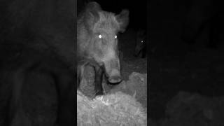 KAMERADAN KORKAN YABAN DOMUZU domuz wildboar youtubeshorts keşfet trailcam nature wildlife [upl. by Einegue535]