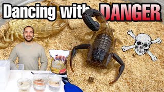 FEEDING and REHOUSING my VENOMOUS scorpions Androctonus Hottentotta and more [upl. by Woothen]