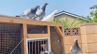 30 Mile Training Toss NEW Racing Pigeon Feed From BEYERS [upl. by Leavy923]