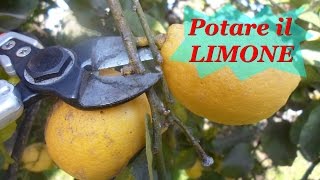 POTARE IL LIMONE [upl. by Bunting]