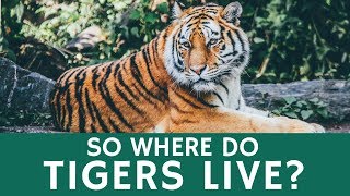 Where Do Tigers Live Quick Facts about Tiger Species Population and Habitat [upl. by Hansel337]