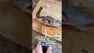 How to fillet a yellow perch yellowperch lakefishing howtoviralshortvideo fillets [upl. by Serica]