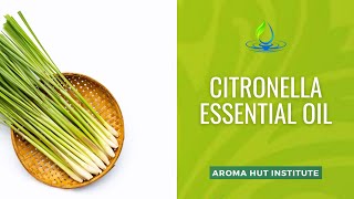 Citronella Essential Oil  A Natural Solution as a Mosquito Repellant [upl. by Gnav]