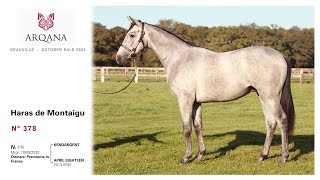 Arqana October Sale 2023  N°378  M  Kendargent X April Eighteen présenté  le Haras De Montaigu [upl. by Eerrahs479]