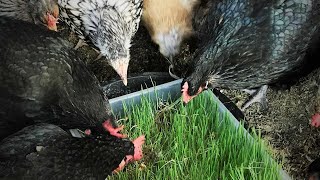 HOW TO MAKE CHICKEN FODDER IN 7 DAYS  STEP BY STEP INSTRUCTIONS [upl. by Bullock]