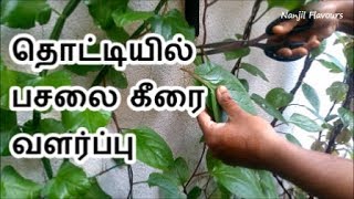 தொட்டியில் பசலை கீரை வளர்ப்பு  Pasalai Keerai growing in Pot Garden in Tamil [upl. by Idnis]