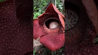 Rafflesia arnoldii in its habitat in Bengkulu [upl. by Panchito]