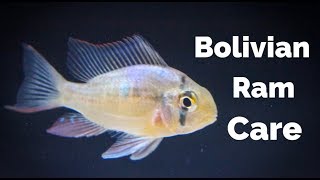 Bolivian Ram Care [upl. by Jem]