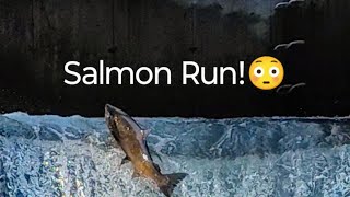 Salmon Run at Bowmanville salmonrun nature fishing shortlive [upl. by Esela684]