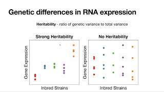 Webinar 3 – Intro to expression eQTL amp their role in connecting QTL to genes and molecular networks [upl. by Irwin]