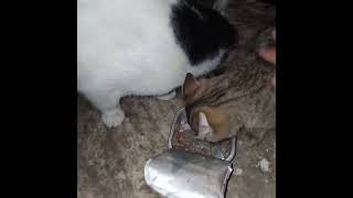 Άλειμμα quotanointingquot of bread Discussing Greek school food with cats [upl. by Achilles]