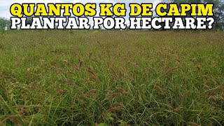 QUANTOS KG DE CAPIM DEVO PLANTAR POR HECTARE [upl. by Tillman]