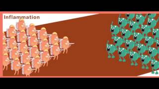 Wound Healing amp Inflammation Technology  Wound Healing Animation  TCIIBD [upl. by Merilee892]