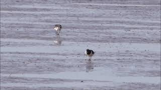 Oystercatchers on the Exe Estuary June 2021 [upl. by Sundstrom]