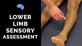 Sensory Assessment of the Lower Limbs  OSCE Guide Clip  UKMLA  CPSA [upl. by Laura178]