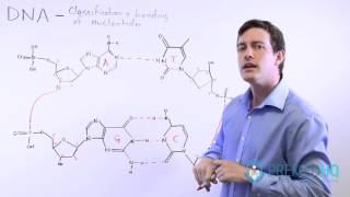 The 4 Nucleotide Bases Guanine Cytosine Adenine and Thymine  What Are Purines and Pyrimidines [upl. by Htirehc861]