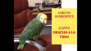 LORO EN HOMEOFFICE CANTA GRACIAS A LA VIDA [upl. by Cathi]