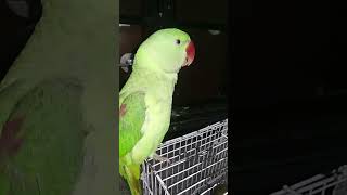 Ringneck Talking Parrot  Parrot Bird Cute  TalkingParrot Parakeet Alexandrine [upl. by Gilemette]