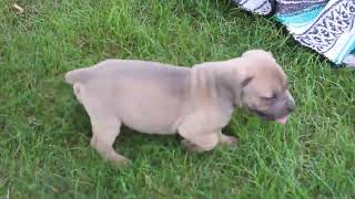 Cane Corso Mix Puppies For Sale [upl. by Kamat]