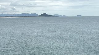 BALEIA FRANCA NA PRAIA DA GAMBOA EM GAROPABA SC AO VIVO [upl. by Asenej]