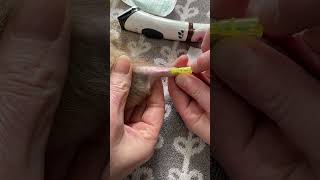 How to place an intravenous cannula in a rat [upl. by Novihs]