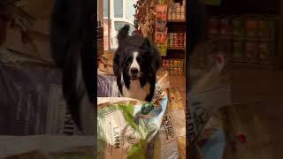 14 days in 60 seconds dogs bordercollie barkour parkoue parkourdog [upl. by Charla206]