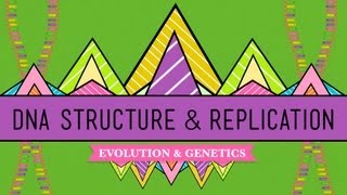 DNA Structure and Replication Crash Course Biology 10 [upl. by Persis]