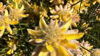 Genista Genista umbellata [upl. by Calv607]