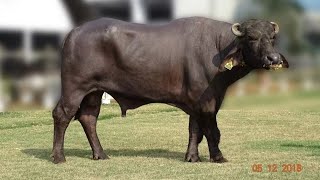 top class Bunny buffalo and sag Bunny BN10006 bull result [upl. by Aerdna943]