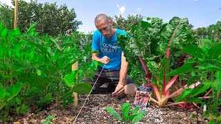 Its Not Too Late 7 Crops You Can Still Plant in August [upl. by Ettelorahc]