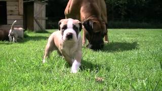 Mojo Ysterberg mastiff pups 5 weeks amp 3 weeks [upl. by Hosea]