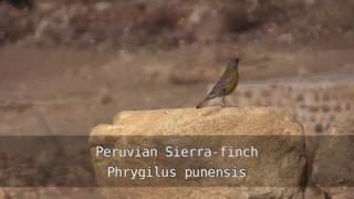 Birds of Bolivia  Finches [upl. by Orville]