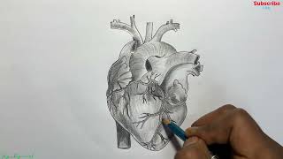 Heart Diagram drawing for beginners step by step Human Heart 🫀 drawing with pencil sketch [upl. by Petrick]