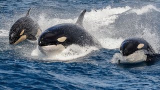 Incredible rare footage shows orcas and sperm whales in a fraught battle  SWNS [upl. by Airemahs241]