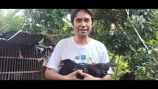 CHARACTERISTICS OF JERSEY GIANT jerseygiant chickenraising poultry bsf organicfarming [upl. by Akemet631]