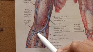 Median Cubital Vein [upl. by Llenyaj]