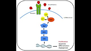 EGF signal transduction pathway RASRAFMEKERK Signalling Pathway [upl. by Ycrem]