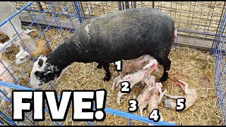 And FIVE more makes EIGHT LAMBS for this mama in under a YEAR  Vlog 700 [upl. by Helbon102]