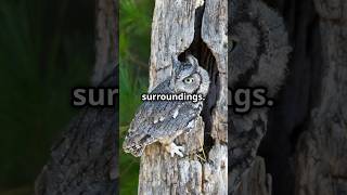 Why Screech Owl is a Master of Disguise [upl. by Eenaffit]