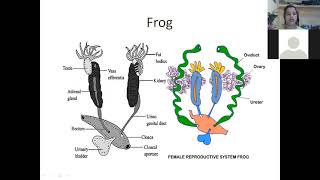 Reproductive System of FrogClass 11 [upl. by Nylcoj]